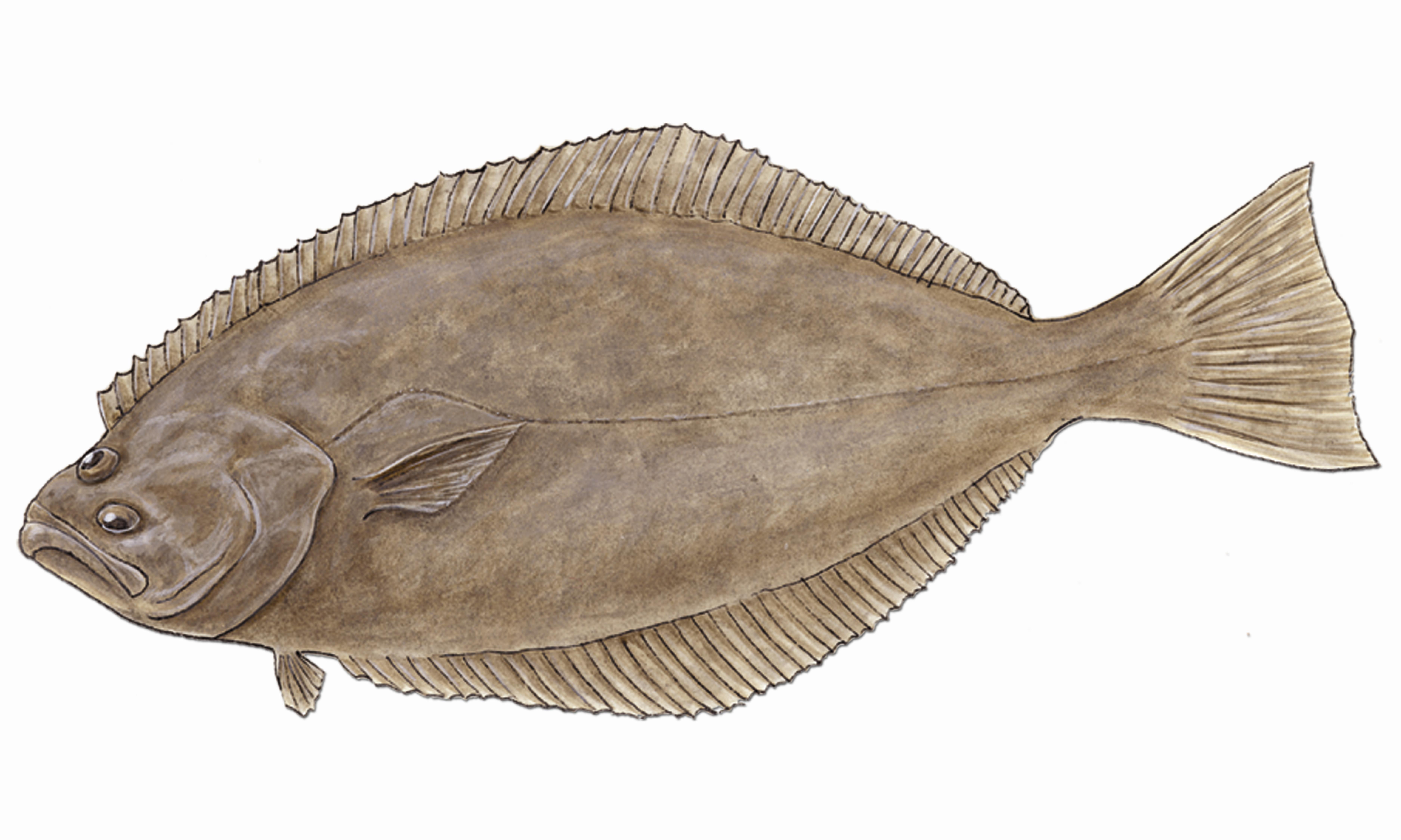 California Halibut California Sea Grant